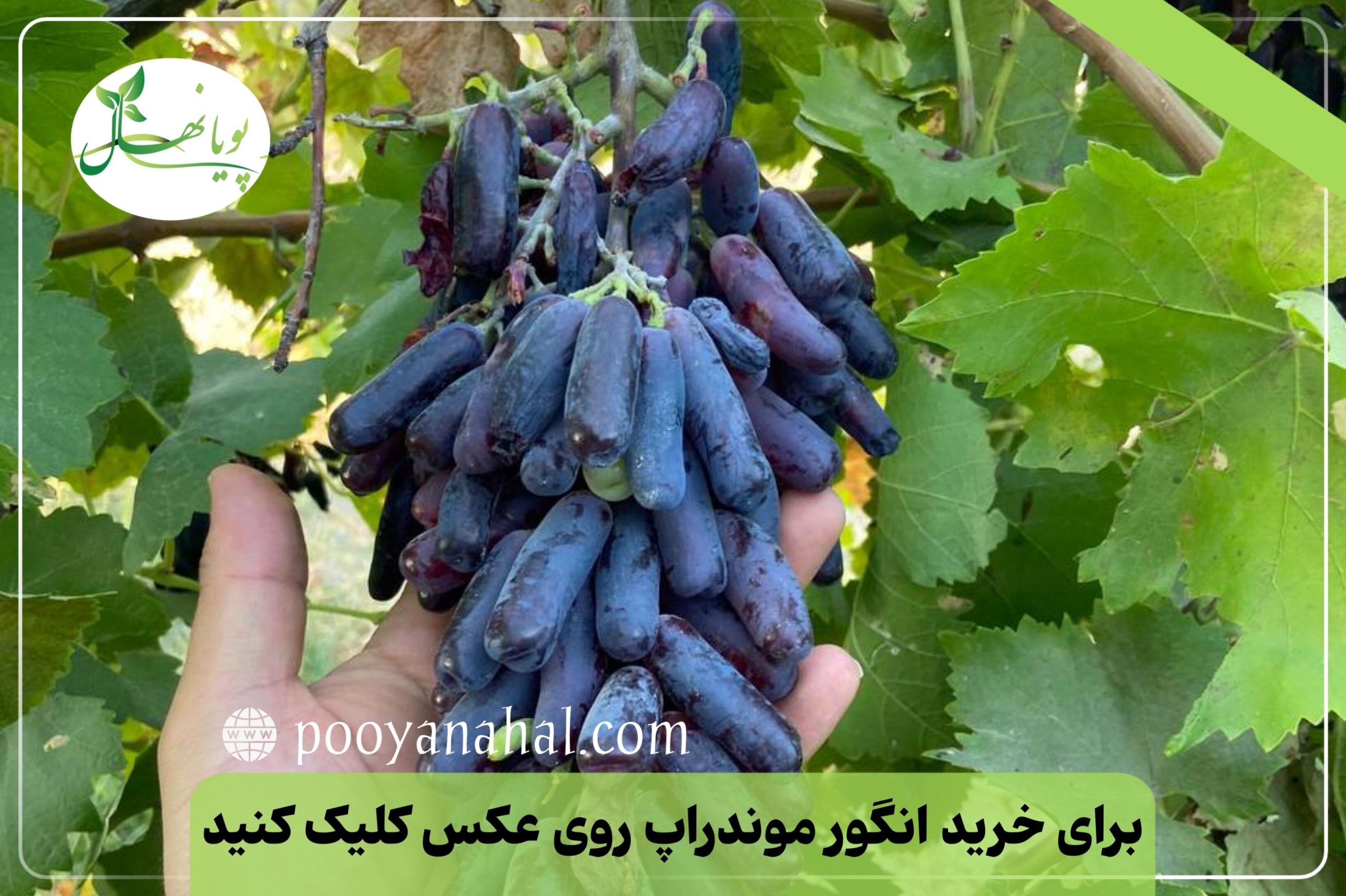 برای خرید نهال انگور موندراپ روی تصویر کلیک کنید