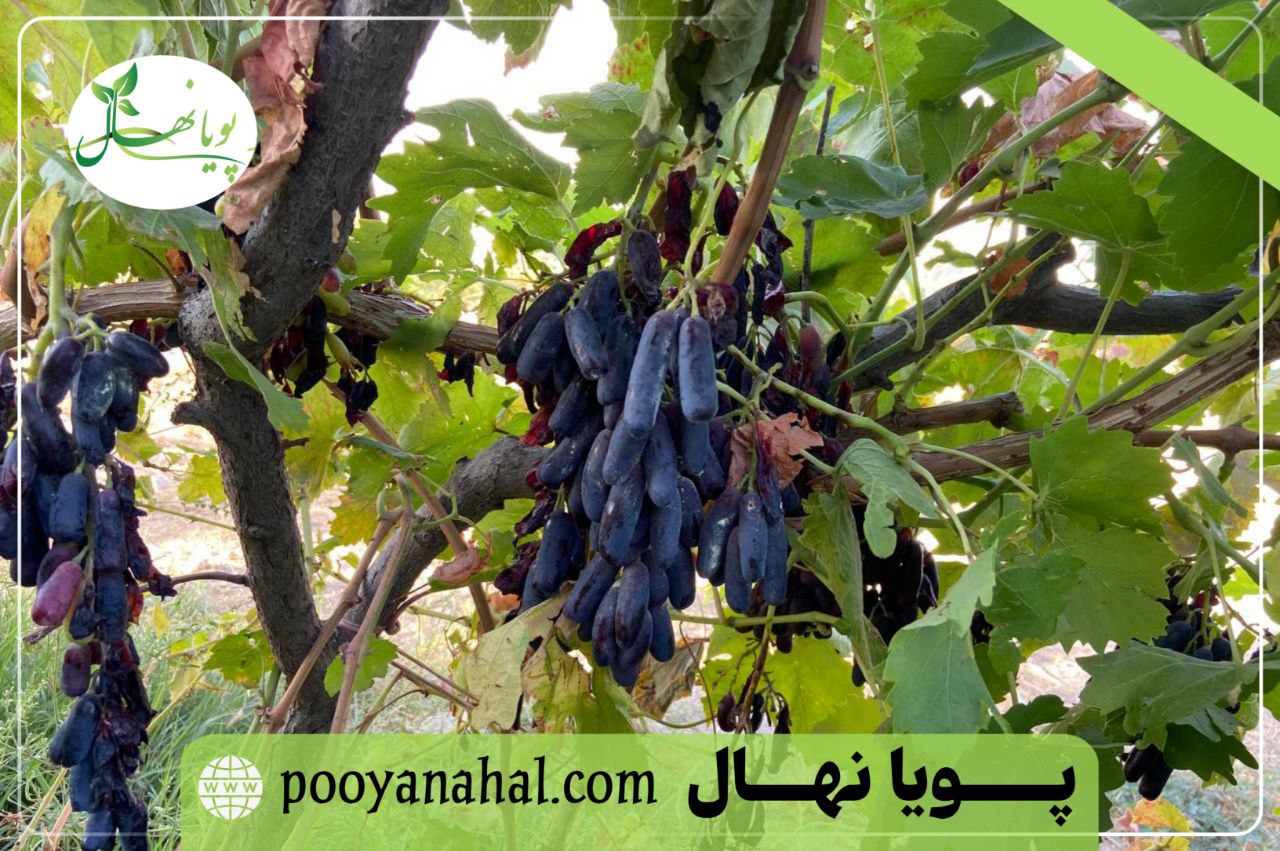 نمای نزدیک از دانه‌ های کشیده و براق انگور موندراپ