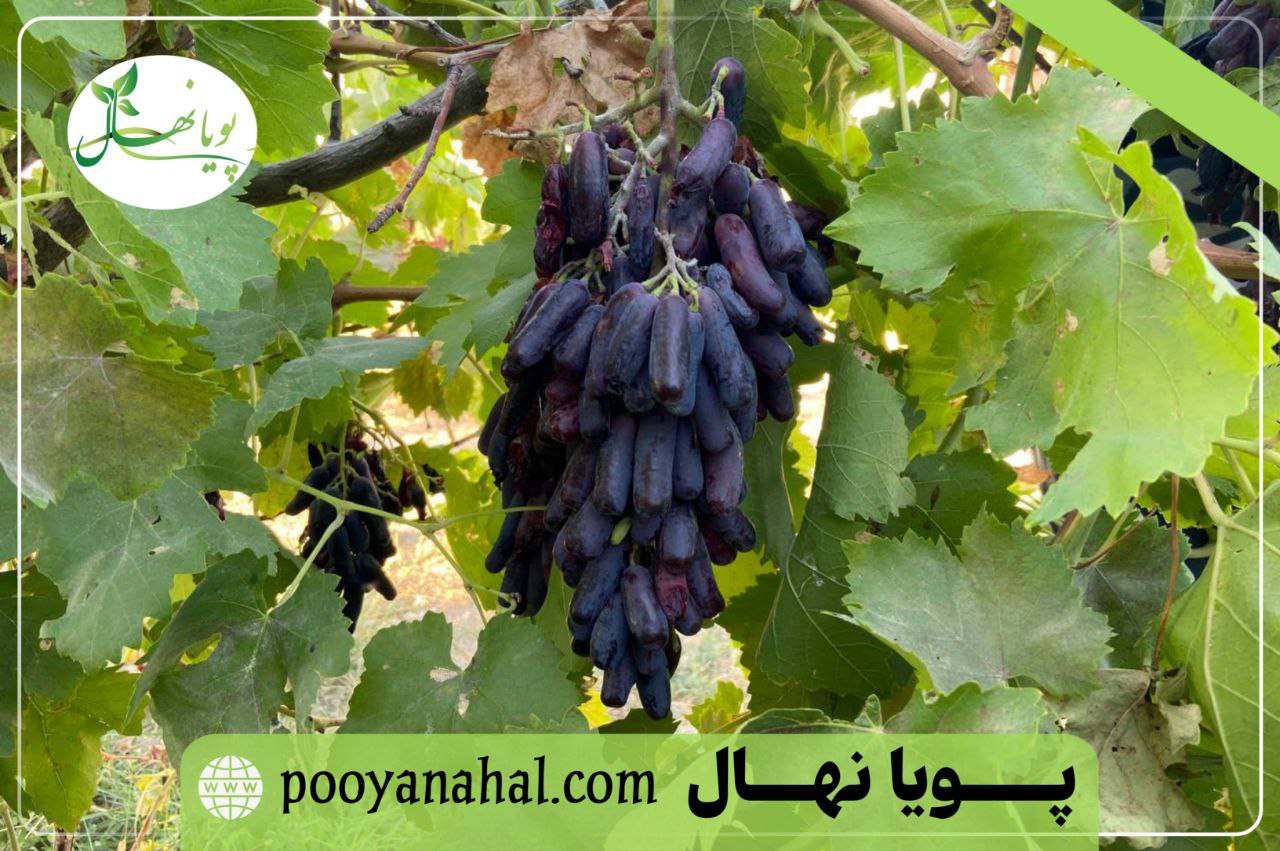 تصویر خوشه تازه انگور موندراپ